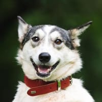 MILA - lebensfroh & freundlich, Hündin zur Adoption