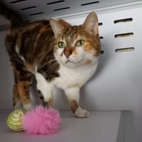 Lili, chatte à adopter