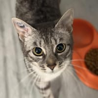 BARBARA, chatte à adopter
