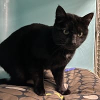 VAGABOND, chat à adopter