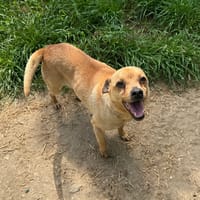 THELMA HAA24780, chienne à adopter