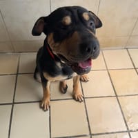 DARK HAA24782, chien à adopter