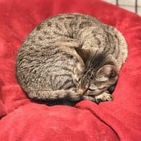 MIA, chatte à adopter