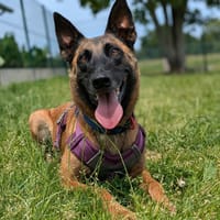 STORMY QCN (réservée), chienne à adopter