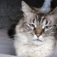 JULIETTE, chatte à adopter