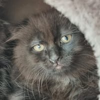 MOINILLON, chat à adopter