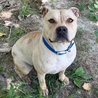 PITCHOUNE, chienne à adopter