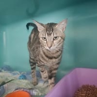 Sahara, chatte à adopter