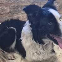 zep / TITI, chien à adopter