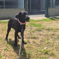 BIANCA, chienne à adopter