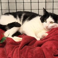 OREO, chat à adopter