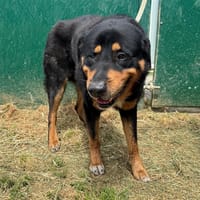 ROCKY HAA24781, chien à adopter