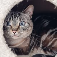 CANDY, chatte à adopter