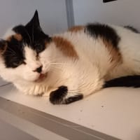 Emeraude, chatte à adopter