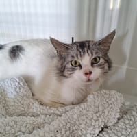 Spike, chat à adopter