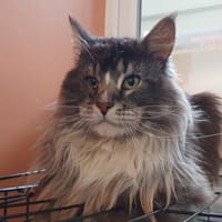 VIGO CHA, chat à adopter
