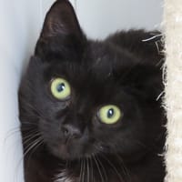 ARIES, chat à adopter