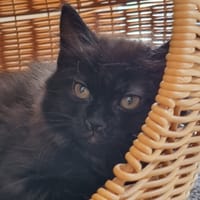 KANZOU, chat à adopter