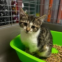 Hopla [Chaton], chatte à adopter