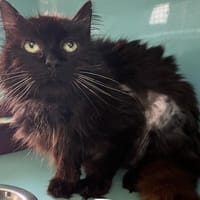 BRICOLE, chat à adopter