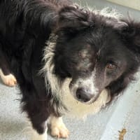 PEDRO, chien à adopter