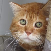 KIROU, chat à adopter