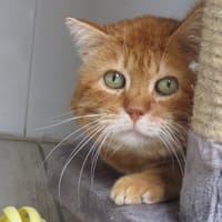 KIROU, chat à adopter