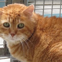 KIROU, chat à adopter