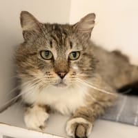 RICHARD, chat à adopter