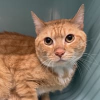 VEGETA, chat à adopter