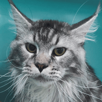 Ulysse (U.S.A.), chat à adopter