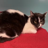 KITTY, chatte à adopter
