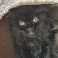 ASTRO, chat à adopter