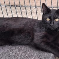 rock, chat à adopter