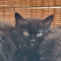 ELLA, chatte à adopter