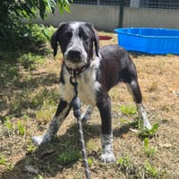 BAILEY, chien à adopter