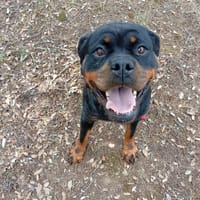 Java, chienne à adopter