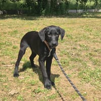 BALOU, chien à adopter