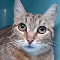 Columbia, chatte à adopter
