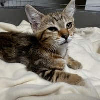 Holala [Chaton], chatte à adopter