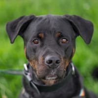 KORRIGAN, chien à adopter