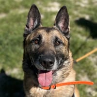 REX, chien à adopter