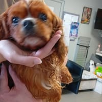 RIO, chien à adopter