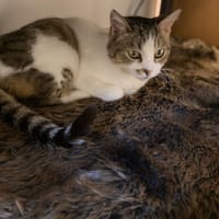 FRANGIPANE, chatte à adopter