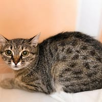 Ulia, chatte à adopter