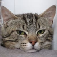 Jupiter, chat à adopter