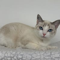 Basile (En cours d'adoption), chat à adopter