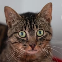 FOUGAS, chat à adopter