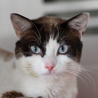 LARY, chat à adopter