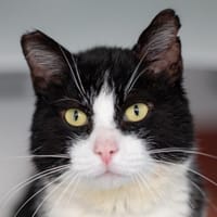 DIXI, chat à adopter